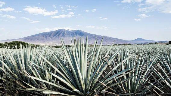 Agave Field with Mountains — unique travel destinations in the USA Agave plants in a field with mountains in the background, showcasing unique — unique travel destinations in the USA