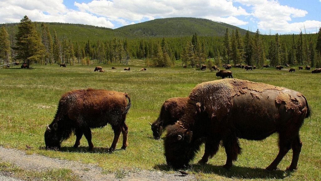 Bison in Yellowstone National Park — beautiful places in America to visit Bison grazing in a lush green field with trees and mountains in the background. — beautiful places in America to visit