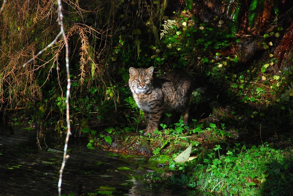 Bobcat in Olympic Peninsula — Places to Visit in the Western USA Bobcat in the Olympic Peninsula, Washington — Places to Visit in the Western USA