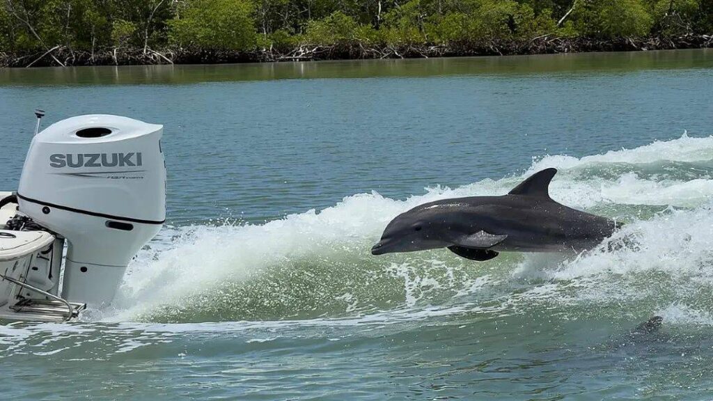 Dolphin in Ten Thousand Islands — hidden gems in the USA Dolphin jumping near a boat in the Ten Thousand Islands, Florida. — hidden gems in the USA