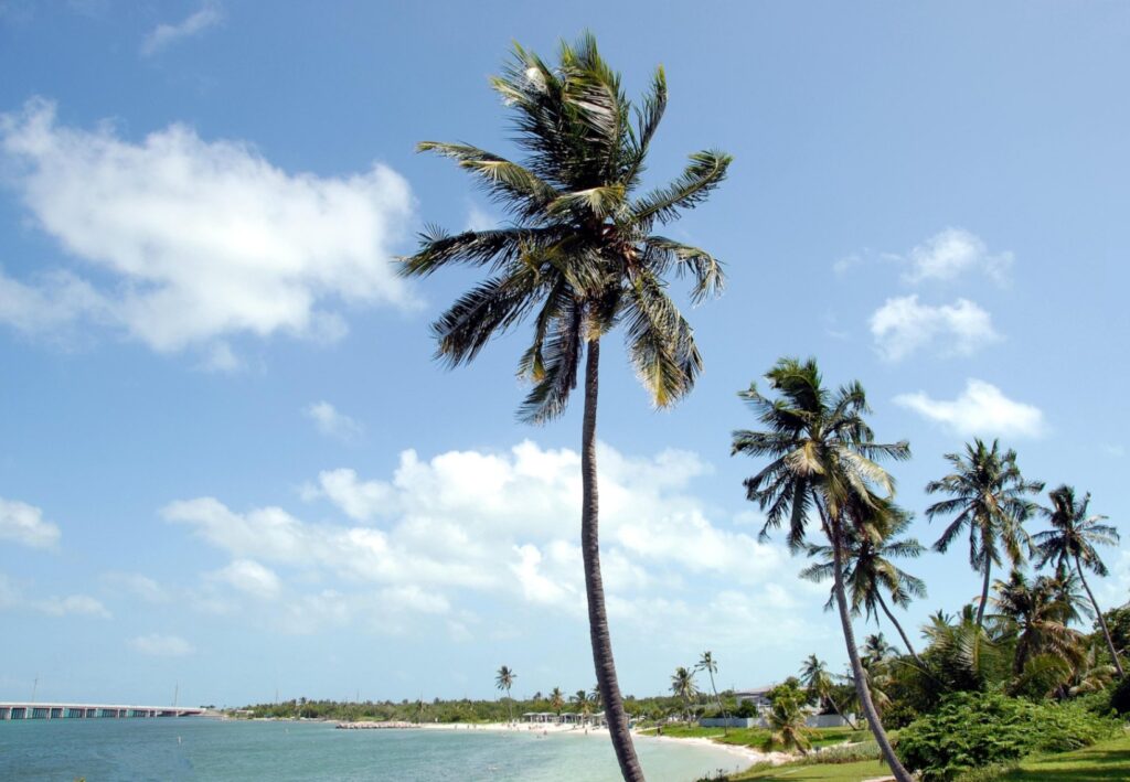 Florida Keys Landscape — RV USA road trip routes Florida Keys landscape with palm trees and turquoise water — RV USA road trip routes