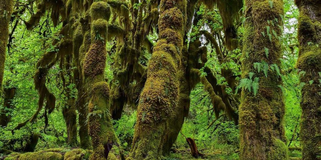 Hoh Rain Forest in Washington — hidden gems in the USA Hoh Rain Forest with moss-covered trees and ferns — hidden gems in the USA