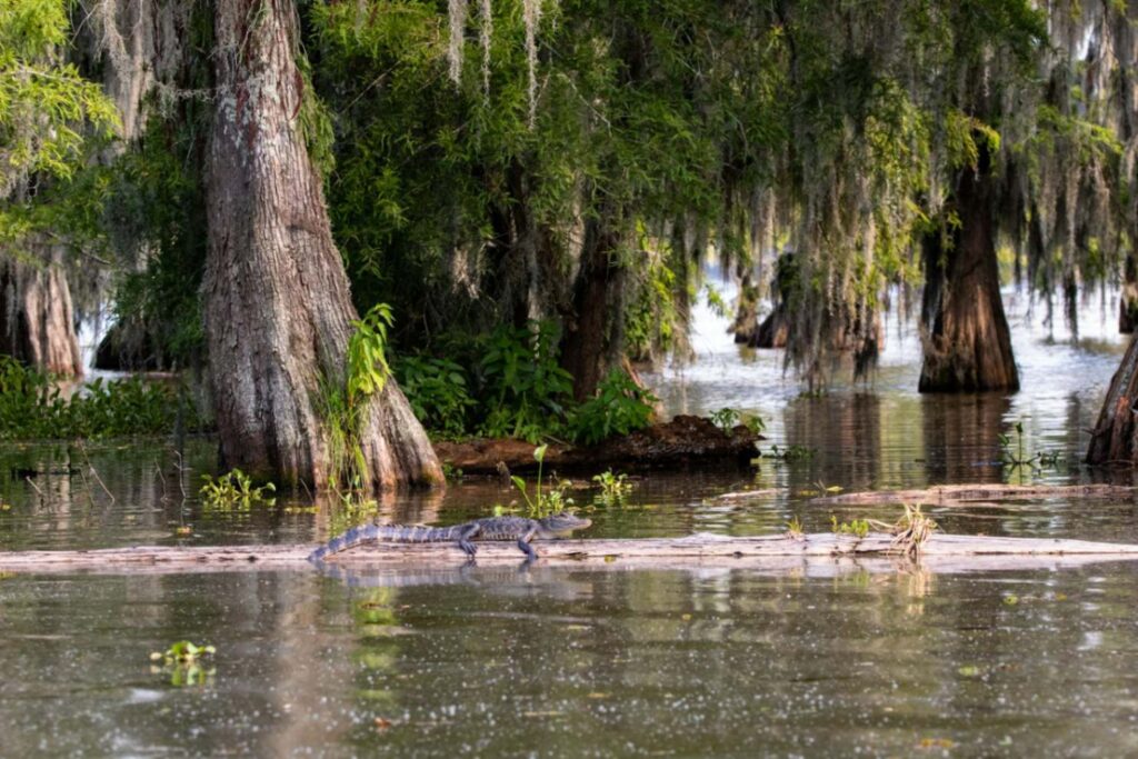 Best 9 Unusual Places to Visit in the USA 9 joshua j cotten Ac9JPBZ9Sn0 unsplash 1 Best 9 Unusual Places to Visit in the USA