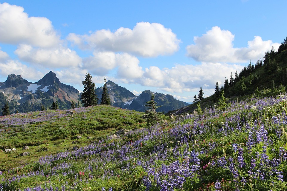 Mount Rainier National Park — Places to Visit in the Western USA Places to Visit in the Western USA: Mount Rainier National Park wildflower meadows