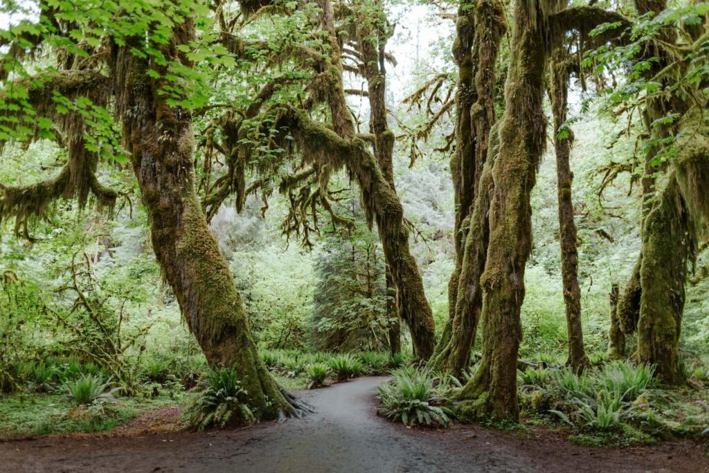 Olympic Peninsula Rainforest — RV USA road trip routes Lush green trees in a temperate rainforest along the Olympic Peninsula RV Loop. — RV USA road trip routes