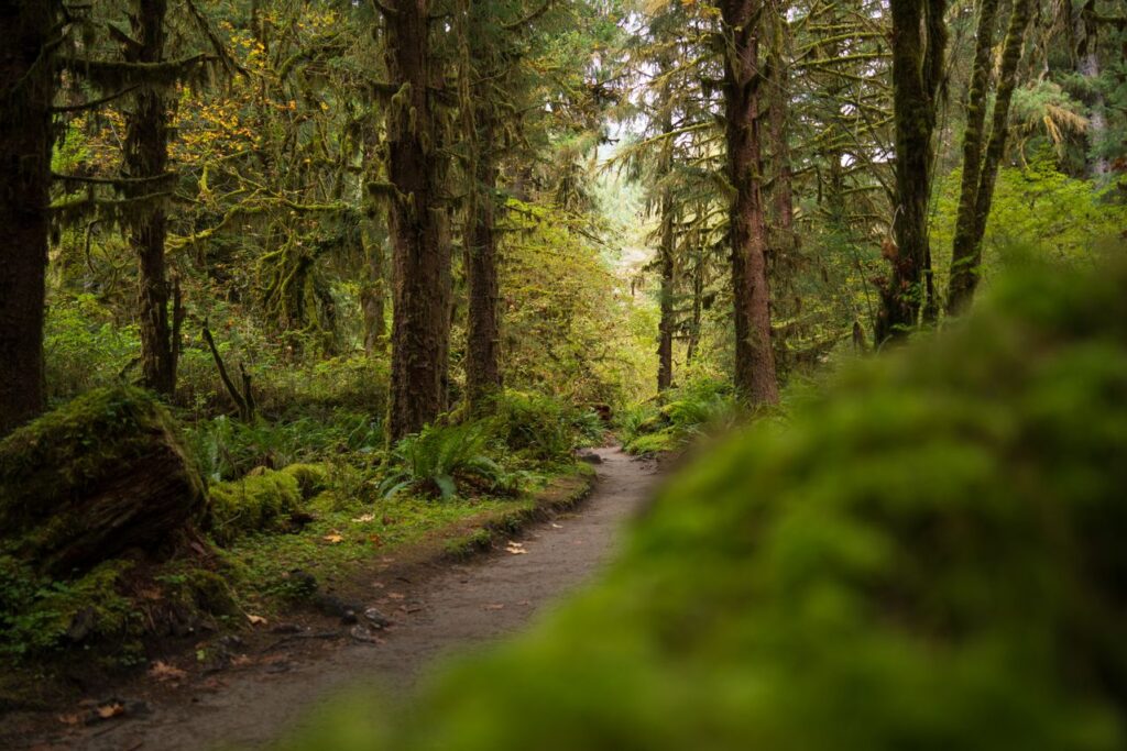12 Best Nature Travel Destinations in the USA 10 pexels alexmoliski 28985751 12 Best Nature Travel Destinations in the USA