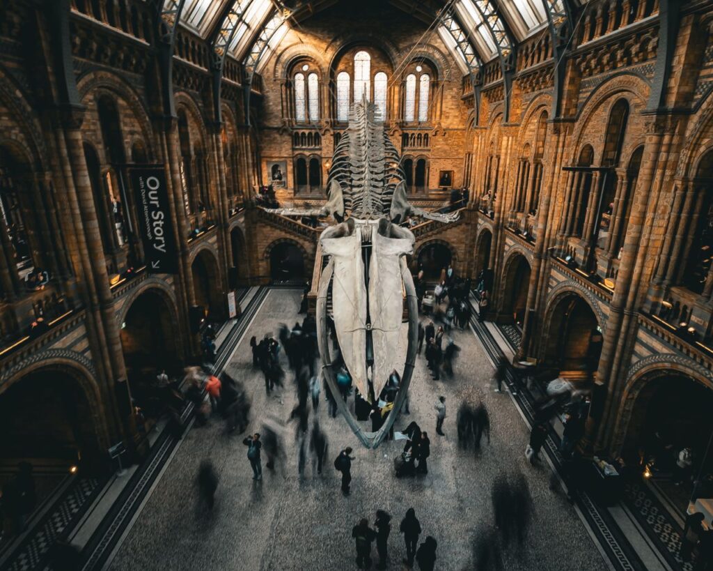 Natural History Museum Interior — Famous London Landmarks Natural History Museum interior with a whale skeleton on display — Famous London Landmarks