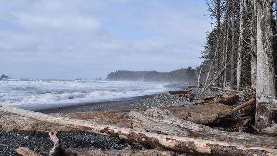 Rialto Beach Coastline — hidden gems in the USA Driftwood and dark stones along the coastline at Rialto Beach in the USA — hidden gems in the USA