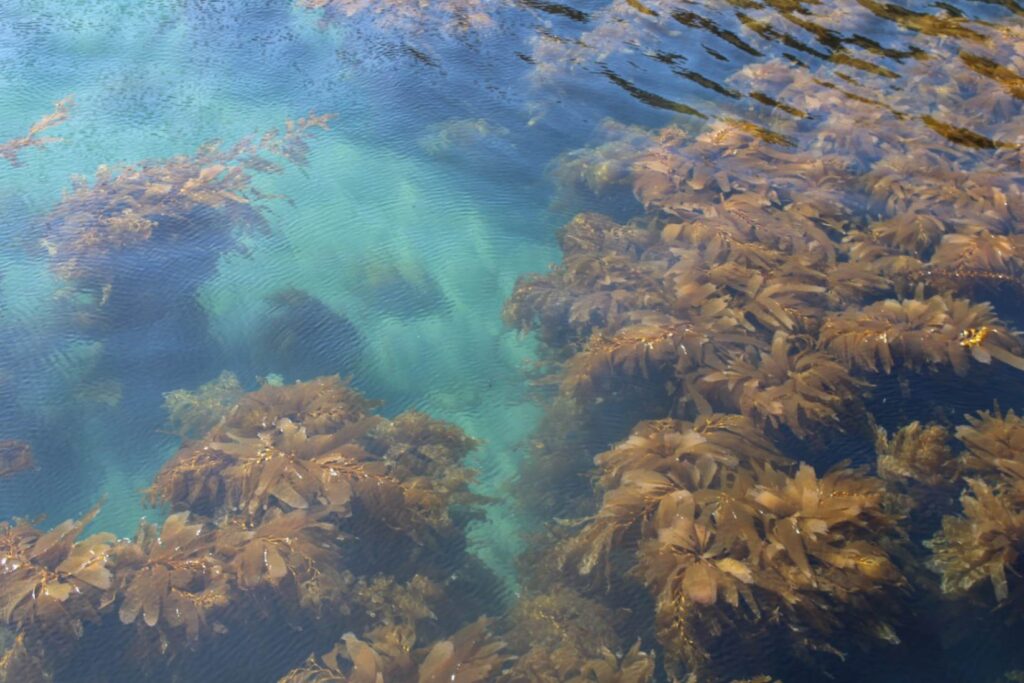 Underwater Scene at Dry Tortugas — secret places in the USA Underwater view of seaweed in clear blue water at Dry Tortugas National Park, Florida. — secret places in the USA