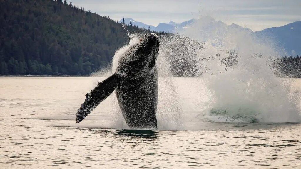 Whale Watching in Juneau, Alaska — hidden gems in the USA Humpback whale breaching in coastal waters near Juneau, Alaska. — hidden gems in the USA