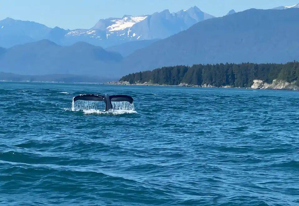 Whale Watching Near Mendenhall Glacier — hidden gems in the USA Whale tail emerging from the water near Mendenhall Glacier, Alaska — hidden gems in the USA
