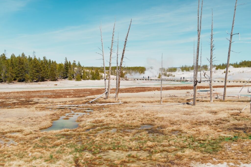 Yellowstone National Park — Places to Visit in the Western USA Yellowstone National Park landscape with geysers and trees — Places to Visit in the Western USA
